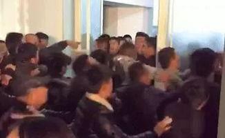 黄牛打架视频,一场血腥的角力对决