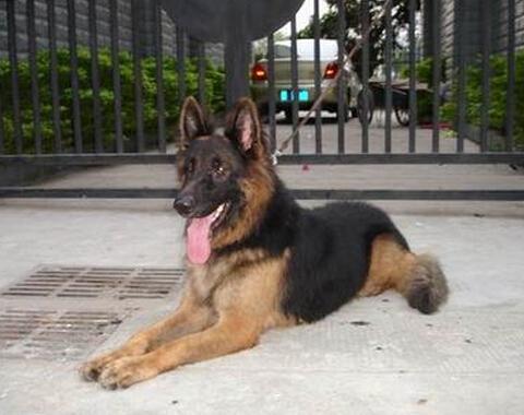 德牧咬人视频,探究原因与防范措施