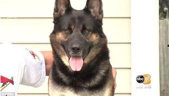 德牧咬人视频,探究原因与防范措施