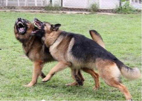 德牧咬人视频,探究原因与防范措施