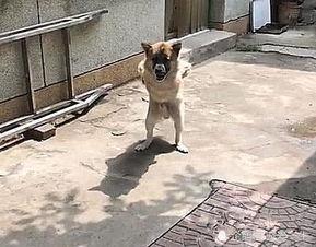 狗走路视频,灵动步伐下的温馨日常