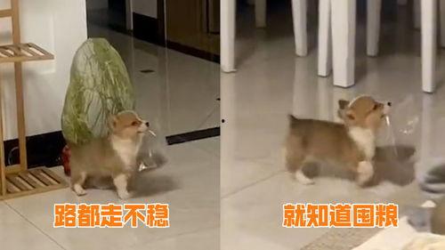 狗走路视频,灵动步伐下的温馨日常