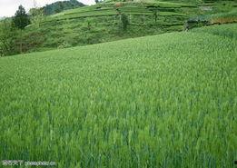 田野图片大全,图片大全中的自然画卷