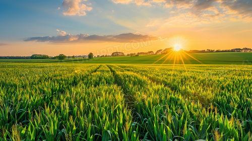 田野图片大全,图片大全中的自然画卷