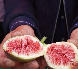 大樱桃视频,探寻美味樱桃的秘密之旅