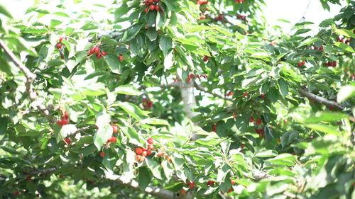 大樱桃视频,探寻美味樱桃的秘密之旅