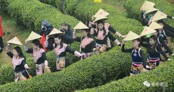 采茶舞视频
