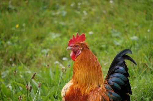 美丽公鸡图片大全,图片大全赏析