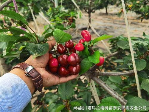 修剪樱桃树视频,视频教程带你轻松掌握