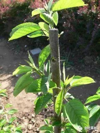 修剪樱桃树视频,视频教程带你轻松掌握