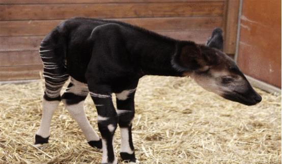 动物杂交视频,动物世界里的跨界传奇