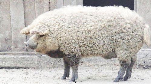 动物杂交视频,动物世界里的跨界传奇