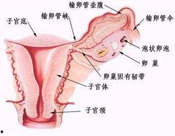 女性真人生殖图片大全,真人生殖图片解析