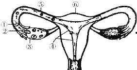 女性真人生殖图片大全,真人生殖图片解析