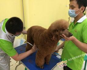 宠物美容 视频,轻松掌握宠物护理技巧