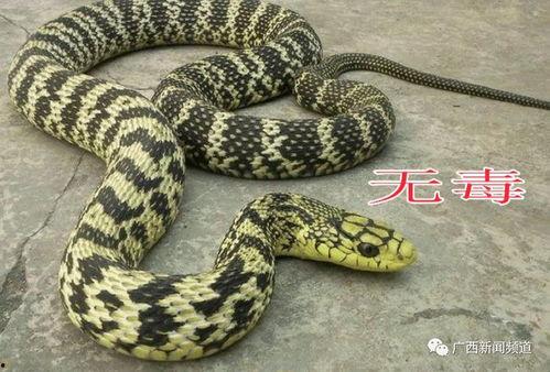 捕蛇视频,揭秘蛇类生存与捕捉技巧