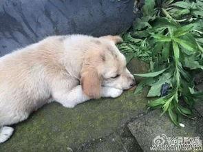 狗和人的视频,温馨情感共鸣
