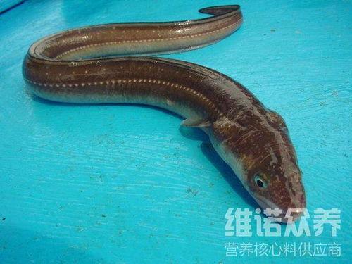 鳗鱼图片大全,千姿百态的鳗鱼图片赏析