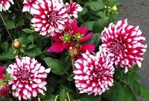 红薯花图片大全,探寻大自然的色彩盛宴