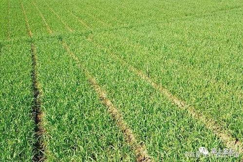 大蒜种植技术视频,从播种到收获的全程指导