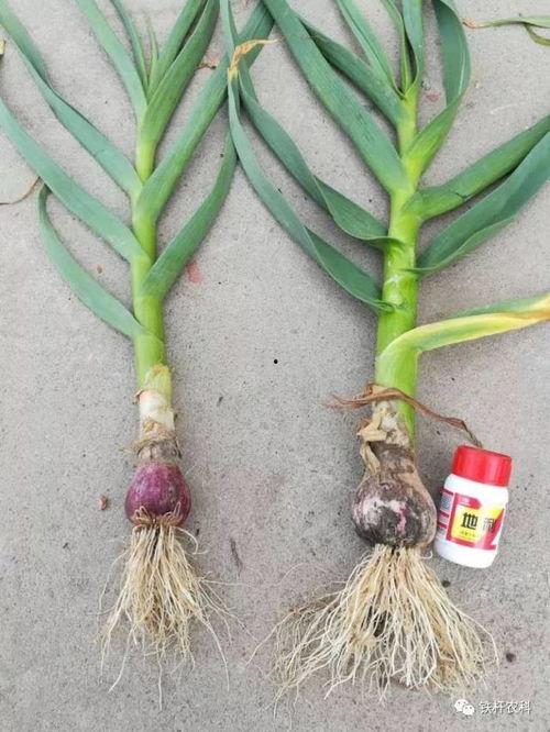 大蒜种植技术视频,从播种到收获的全程指导