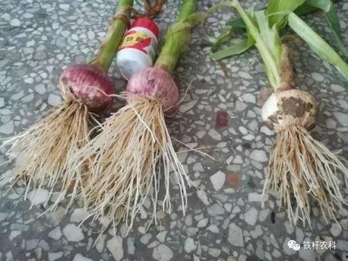 大蒜种植技术视频,从播种到收获的全程指导