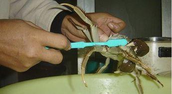 清洗螃蟹视频