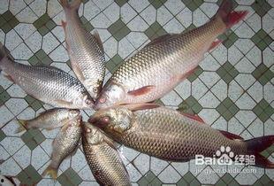 土鱼图片大全,探寻水族世界的多彩魅力