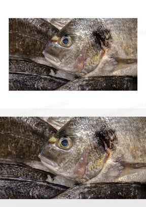 土鱼图片大全,探寻水族世界的多彩魅力