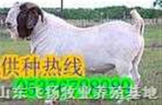 羊养殖视频,从选种到销售，一网打尽