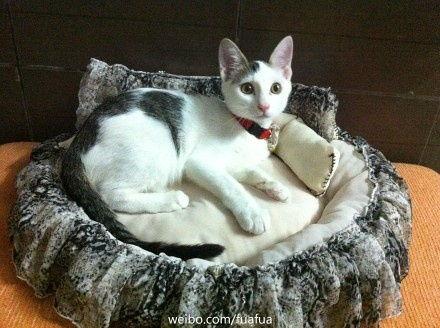 猫窝图片大全,猫窝图片大全里的温馨角落