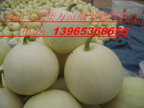 甜瓜图片大全,图鉴与特色一览