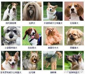 犬种类大全图片及名称,图片与名称解析，带你领略世界各地的狗狗风采
