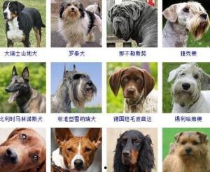 犬种类大全图片及名称,图片与名称解析，带你领略世界各地的狗狗风采