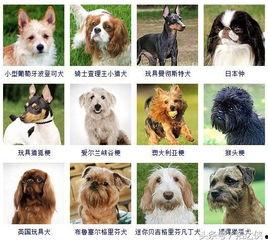 犬种类大全图片及名称,图片与名称解析，带你领略世界各地的狗狗风采