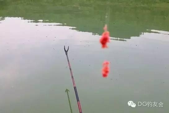 拉饵视频,钓鱼技巧与饵料搭配全解析