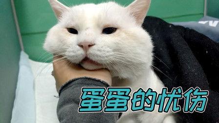 绝育手术视频,从术前准备到术后恢复