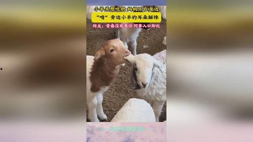 羊吃奶视频,羊儿吮吸奶汁的温馨瞬间