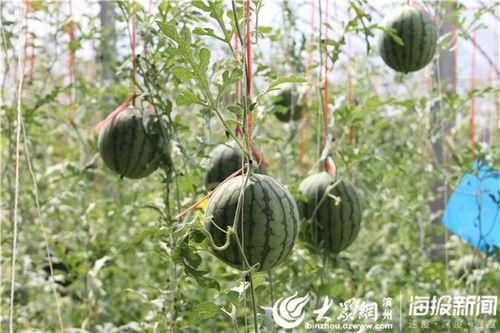 保山吃瓜最新事件爆料视频,最新爆料视频揭秘惊人内幕