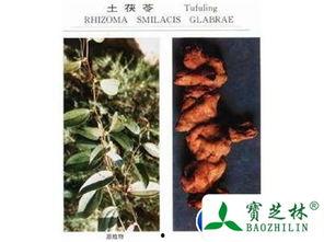 土茯苓图片大全,探寻天然药材之美