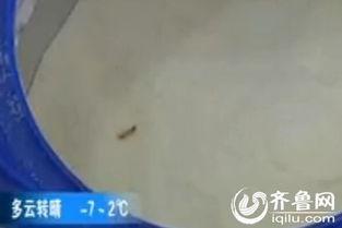 吃虫视频,探索自然界的奇妙食虫世界