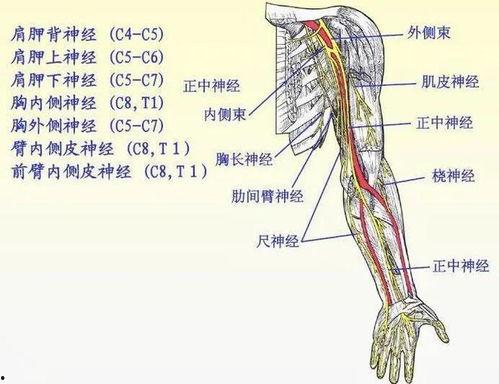 臂丛神经阻滞麻醉视频,臂丛神经阻滞麻醉操作步骤及要点解析