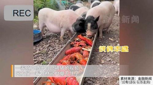 猪进食视频,捕捉猪只进食的趣味瞬间