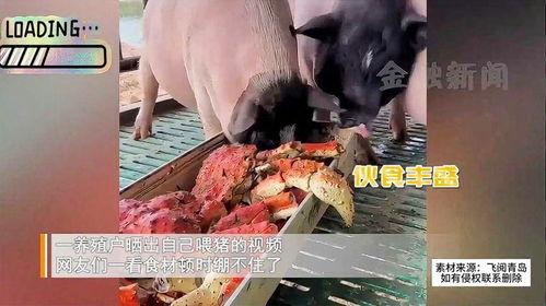 猪进食视频,捕捉猪只进食的趣味瞬间