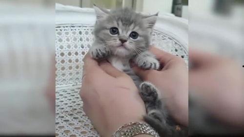 猫可爱视频,盘点那些让人心都融化的猫可爱瞬间