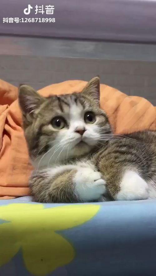 猫可爱视频,盘点那些让人心都融化的猫可爱瞬间
