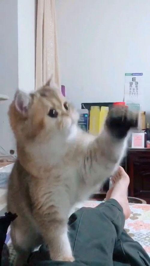 猫可爱视频,盘点那些让人心都融化的猫可爱瞬间