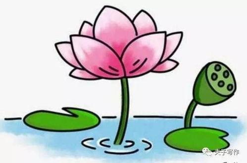 荷花图片大全简笔画,自然之美的一笔勾勒