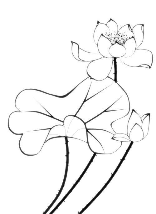 荷花图片大全简笔画,自然之美的一笔勾勒