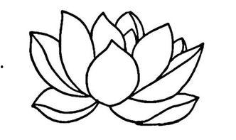 荷花图片大全简笔画,自然之美的一笔勾勒